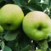 Greensleeves Apple -The Orchard Zone a385d greensleeves