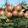 Granniwinkle Cider Apple 2 Granniwinkle Cider Apple -The Orchard Zone a387 granniwinkle p 27