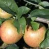Jonagold Apple Tree -The Orchard Zone a460jonagold apples 1