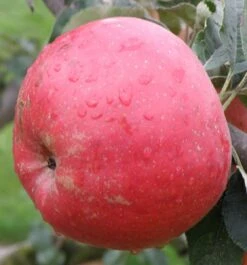 Tompkins King Apple Tree -The Orchard Zone a480 t king 2 bde7684b 7233 44a0 ae75 bbeb8b7e7381 2