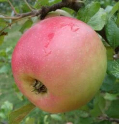 The Orchard Zone -The Orchard Zone a485 king edward 1