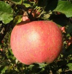 Melrose Apple -The Orchard Zone a540 melrose cee6f451 6152 47eb bc9c 67ecd942c189 2