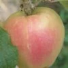 Mott's Pink Apple -The Orchard Zone a553 mott pink 1