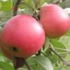 Queen Cox Self-Fertile Apple -The Orchard Zone a581 2