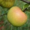 Roxbury Russet Apple 1 Roxbury Russet Apple -The Orchard Zone a628 roxbury russet 1