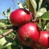 Unbeatable Urban Apple Bundle (3 Trees) -The Orchard Zone akane 95979