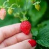 Reine Des Vallees Alpine Strawberry -The Orchard Zone alpinestrawberry