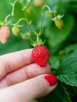Reine Des Vallees Alpine Strawberry