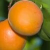 Chinese Sweet Pit Apricot 2 Chinese Sweet Pit Apricot -The Orchard Zone apricots c476 chinese sweet pit