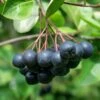 Viking Aronia -The Orchard Zone aronia 4 1
