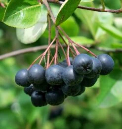 Viking Aronia