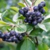 Raintree Select Aronia