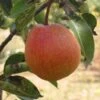 Ooharabeni Asian Pear -The Orchard Zone asian pears b573 ooharabenni 1 1