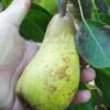 Atlantic Queen European Pear -The Orchard Zone atlantic queen pear 2