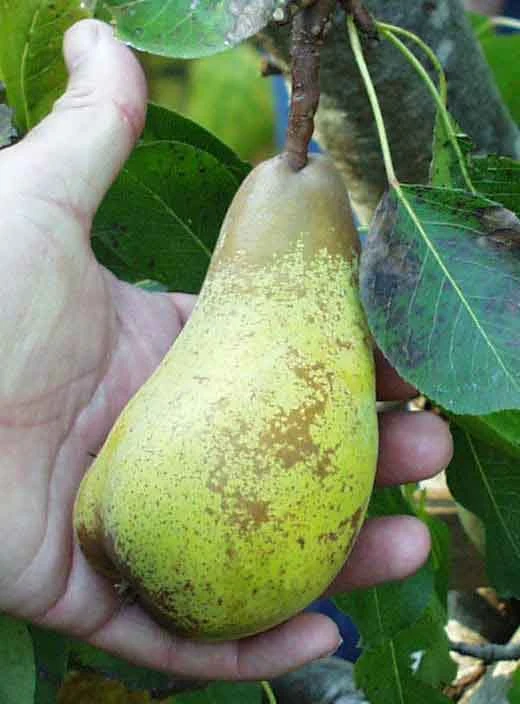 Atlantic Queen European Pear 3 Atlantic Queen European Pear