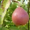 Ayer's European Pear -The Orchard Zone ayers pear