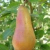Abbe Fetel European Pear -The Orchard Zone b025 abbe fetel 1