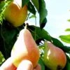 Arganche European Pear -The Orchard Zone b037 araganche 1