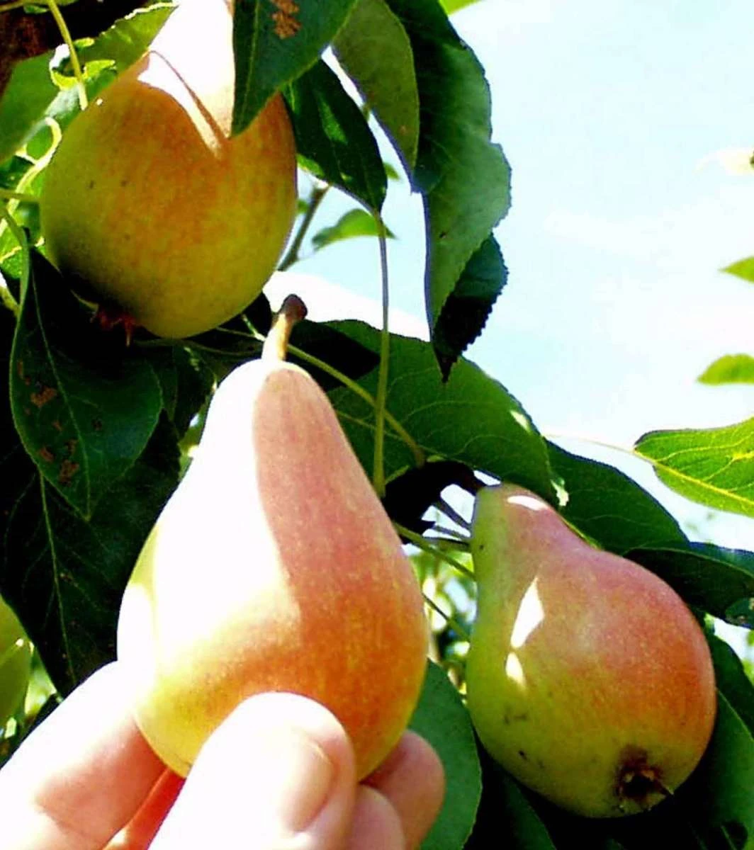Arganche European Pear 3 Arganche European Pear