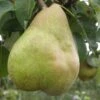 Comice European Pear -The Orchard Zone b080 comice 1