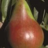 Pound European Pear -The Orchard Zone b187 pound european pear 31 1