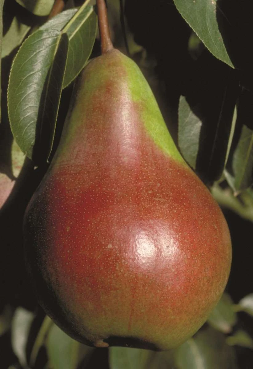 Pound European Pear 3 Pound European Pear