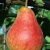 Ubileen European Pear 1 Ubileen European Pear -The Orchard Zone b260 ubileen pear 3 1