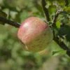 Bardsey Apple 1 Bardsey Apple -The Orchard Zone bardseyapple