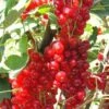 Rovada Red Currant -The Orchard Zone best rovada red currant 1