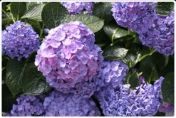 Let's Dance® Blue Jangles® Reblooming Hydrangea -The Orchard Zone bjangle