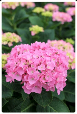 Let's Dance® Blue Jangles® Reblooming Hydrangea -The Orchard Zone bjangle2