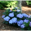 Let's Dance® Blue Jangles® Reblooming Hydrangea 2 Let's Dance® Blue Jangles® Reblooming Hydrangea -The Orchard Zone bjangle4