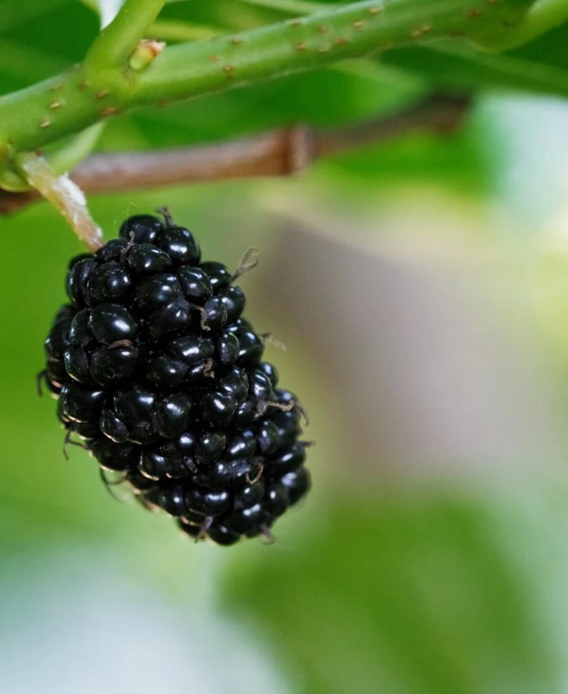 Oscar Mulberry 3 Oscar Mulberry