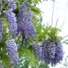 Alpha Blue Moon Wisteria 1 Alpha Blue Moon Wisteria -The Orchard Zone bluemoon