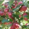Releika Apple -The Orchard Zone bushel of releika 1
