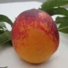 Speckled Egg Nectarine -The Orchard Zone c578 speckled egg 1 1
