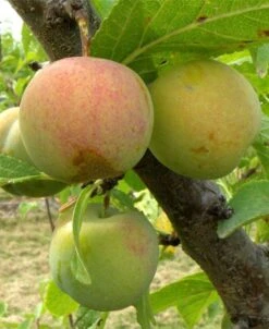 Cambridge Gage European Plum