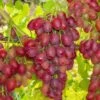Canadice Seedless Grape -The Orchard Zone canadice grape 1