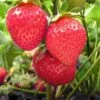 Chandler Strawberry Bundle (2 Packs) -The Orchard Zone chandler