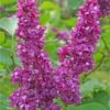 Charles Joly Lilac -The Orchard Zone charles joly