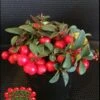Cherry Berries ™ Wintergreen -The Orchard Zone cherryb w logo