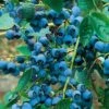 Alpha Chippewa Blueberry -The Orchard Zone chippewa 1 1