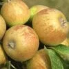 Medaille D'Or Cider Apple -The Orchard Zone cider apple a435s medillin