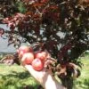 Cocheco Asian Plum -The Orchard Zone cocheco 4dd2e373 aa61 4882 b4f5 d577725cdf4a 1