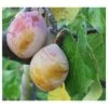Coe's Golden Drop European Plum -The Orchard Zone coes g drop