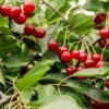 Combination Dwarf Cherry Tree (3 Varieties) -The Orchard Zone combination cherry 1