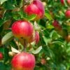 Combo Heritage Apple (4 Varieties) -The Orchard Zone combo apple 1