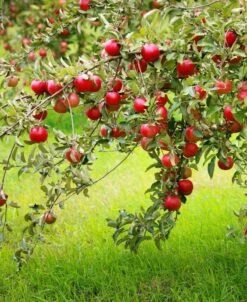 Combo Disease-Resistant Apple (4 Varieties)