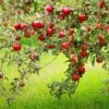 Combo Disease-Resistant Apple (5 Varieties) -The Orchard Zone combo disease resistant apple 1 6b1186b1 0692 4465 97f6 868a552e26fe