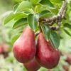 Combo European Pear Tree (3 Varieties) -The Orchard Zone combo european pear 1